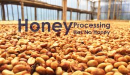 bandung-drying-honey-process copy