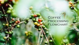 coffee-cherry-green-wash-process-gerson-cifuentes-561957-unsplash-2000x1200
