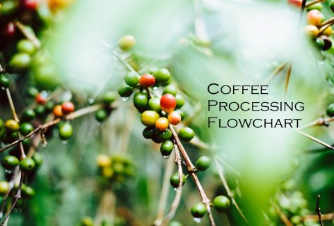 coffee-cherry-green-wash-process-gerson-cifuentes-561957-unsplash-2000x1200